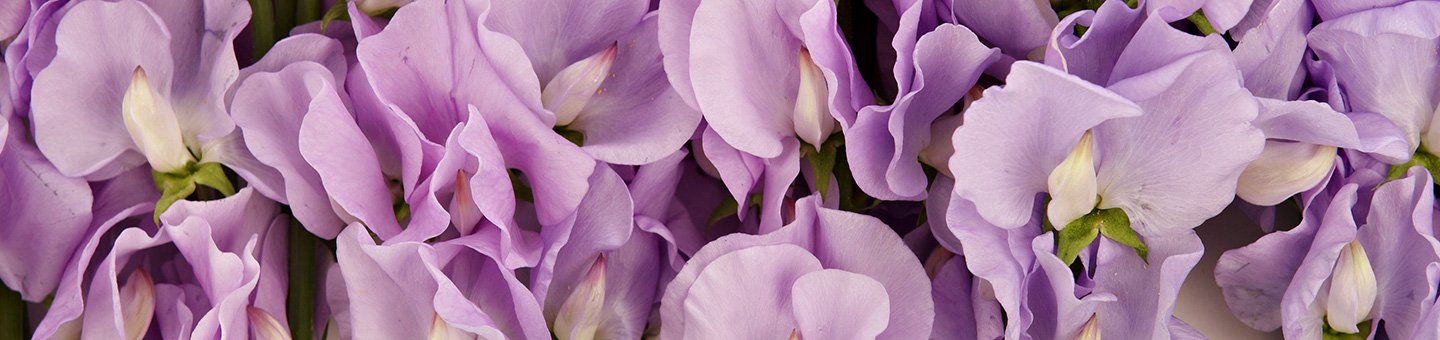 Floristry Accessories