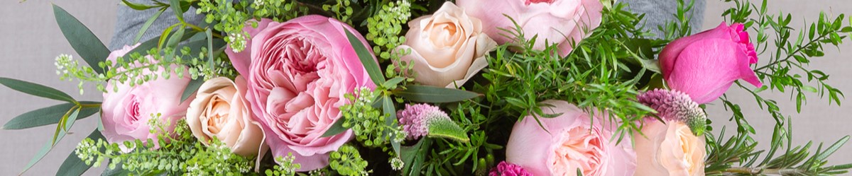 David Austin Roses
