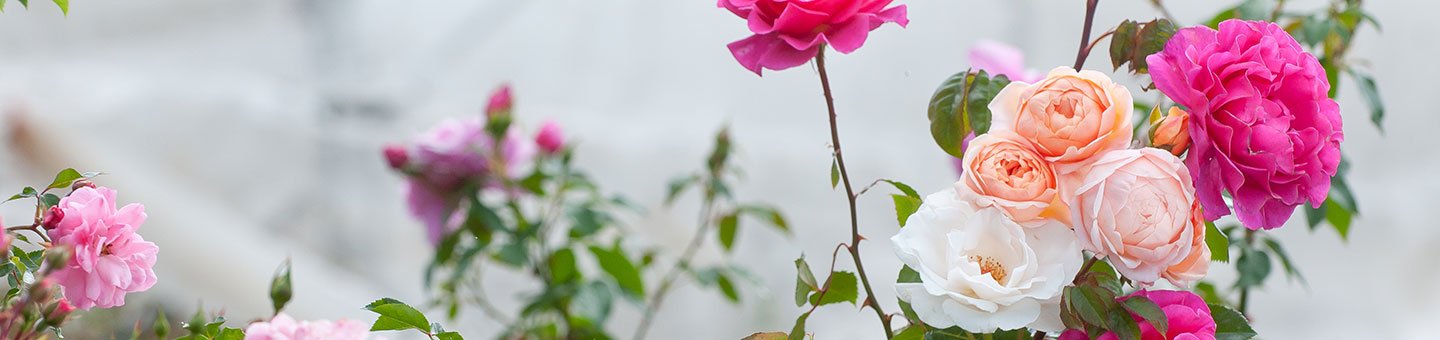 English Scented Roses English Scented Roses