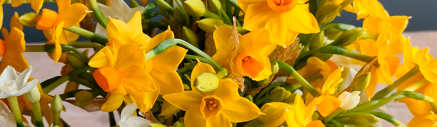 English Narcissi
