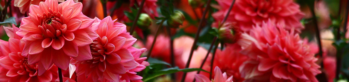 Dahlia Tubers 