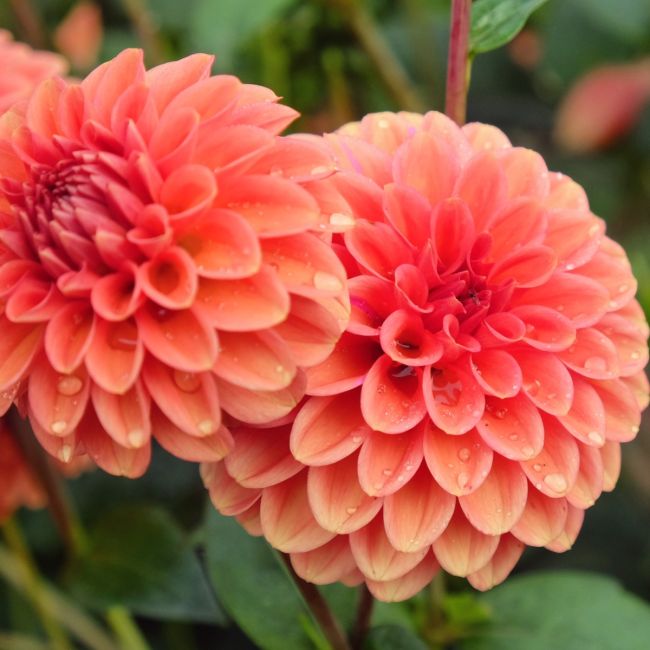 その他 DAHLIA artworks-000182142156-dbpxhq-