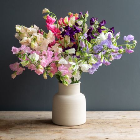 Sweet Pea Stems - Mixed Colours