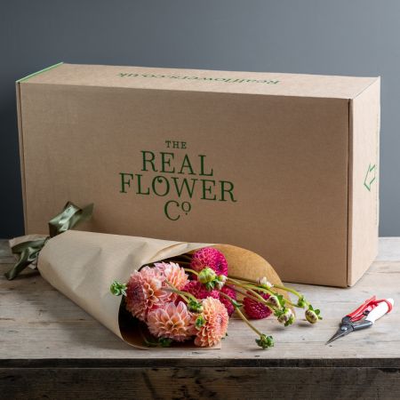 dahlia box

