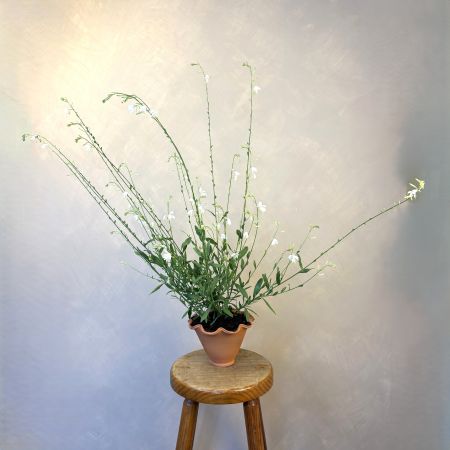 Gaura in Hand-Thrown Terracotta Pot