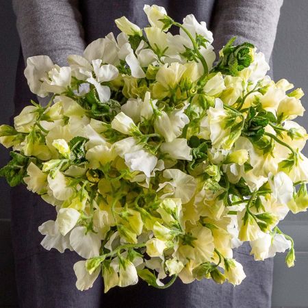 Cream and Ivory Simply Sweet Pea Bouquet
