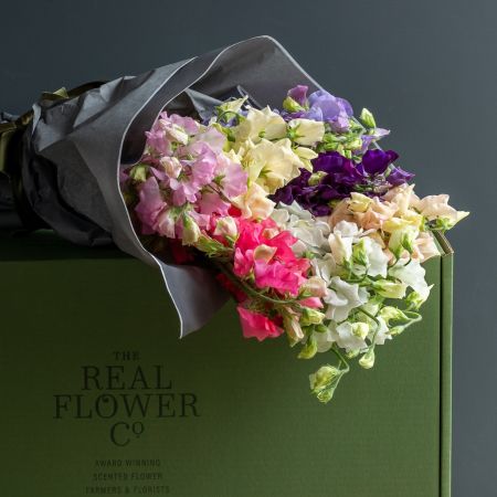 Sweet Pea Stems - Mixed Colours