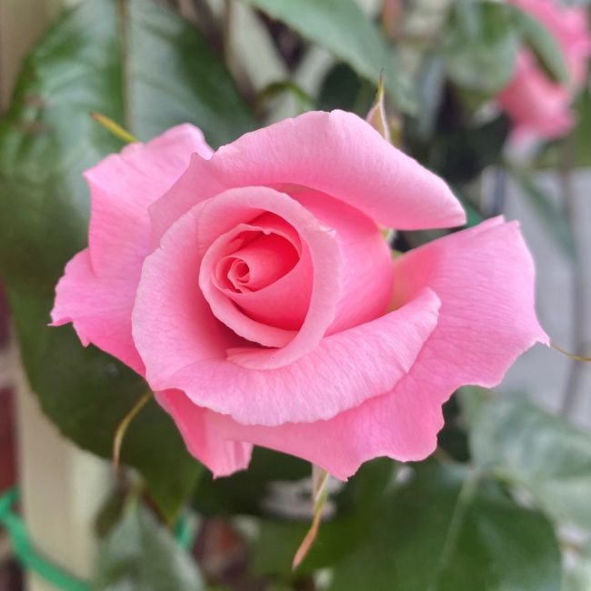 Compassion Rose Bush | The Real Flower Company