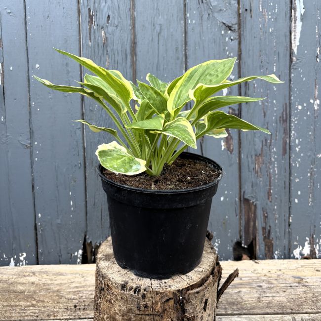 large indoor plant stands Flower Stand Gold Plant Stand for Indoors Modern Flower Stand in Large-Wehomz   WEHOMZ