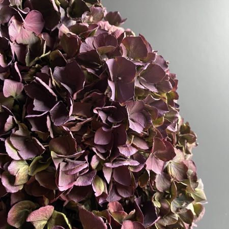 Dried Hydrangea Wreath