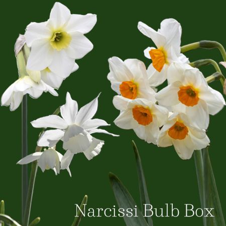 Narcissi Bulb Box