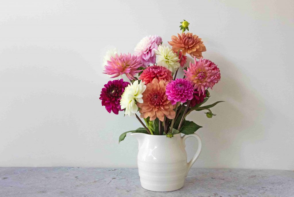 10 Delightful Facts about Dahlias The Real Flower Company blog