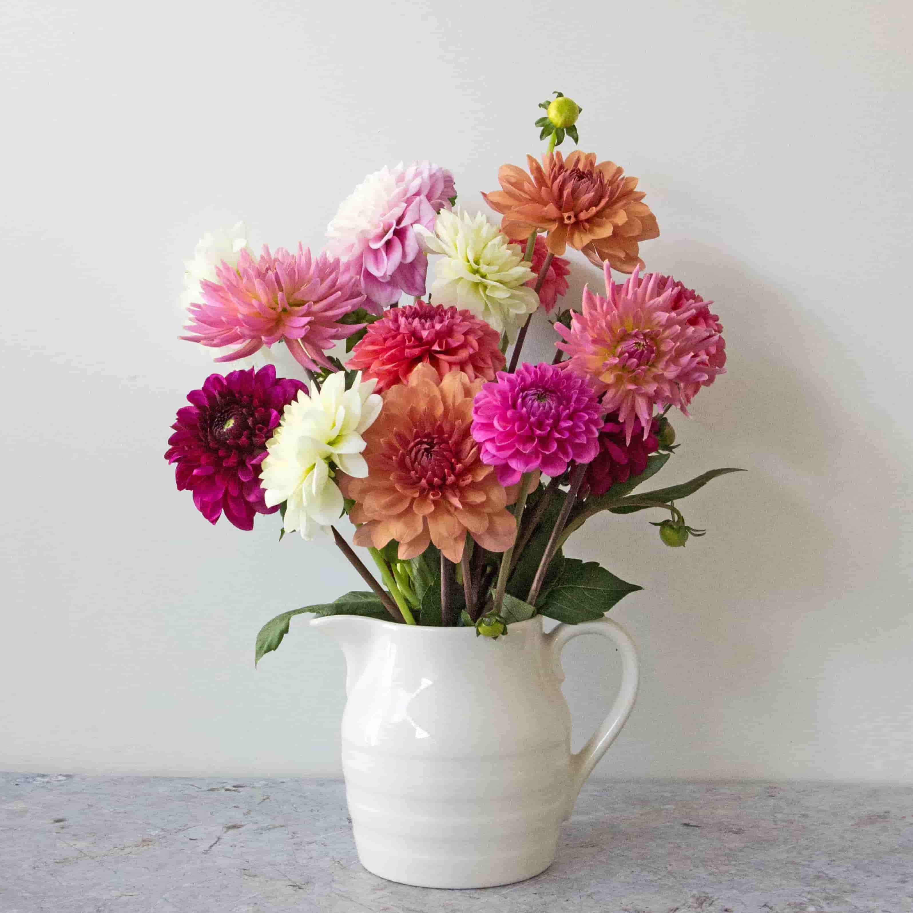 10 Delightful Facts about Dahlias