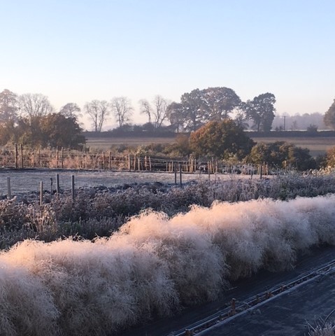 Winter on our English Flower Farm