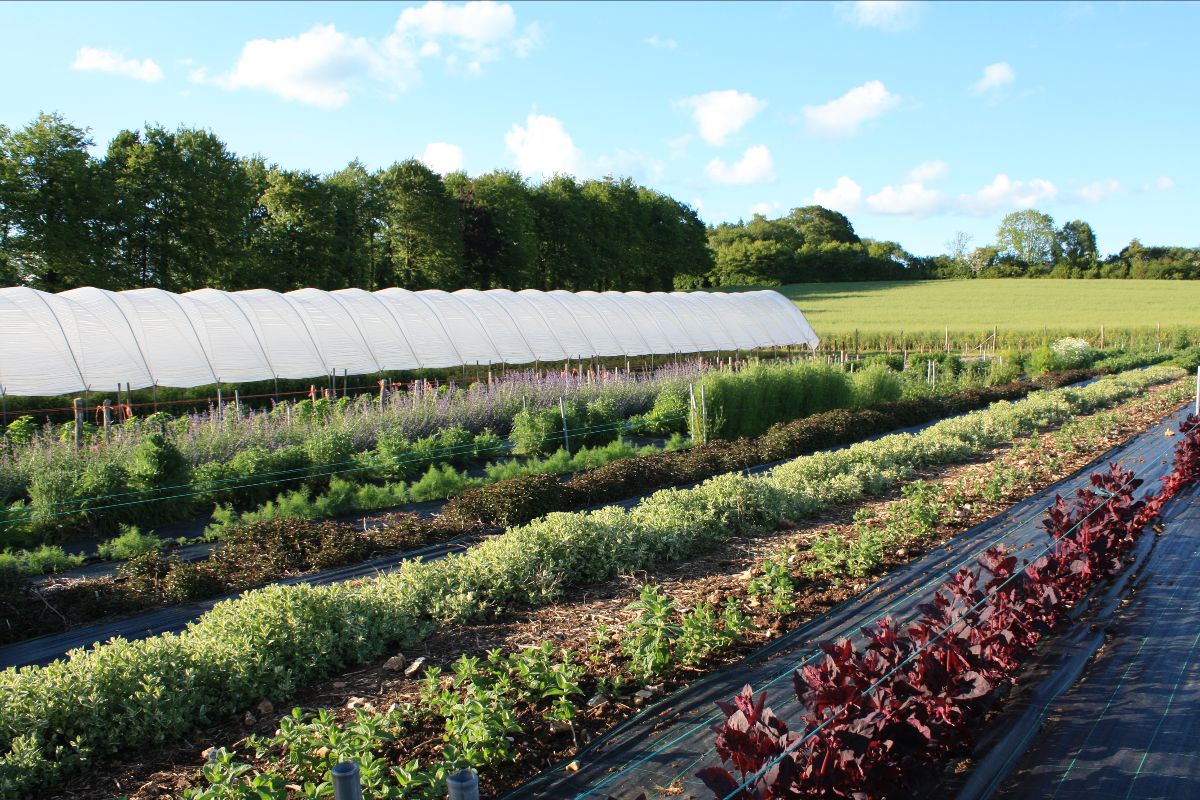 News from the farm