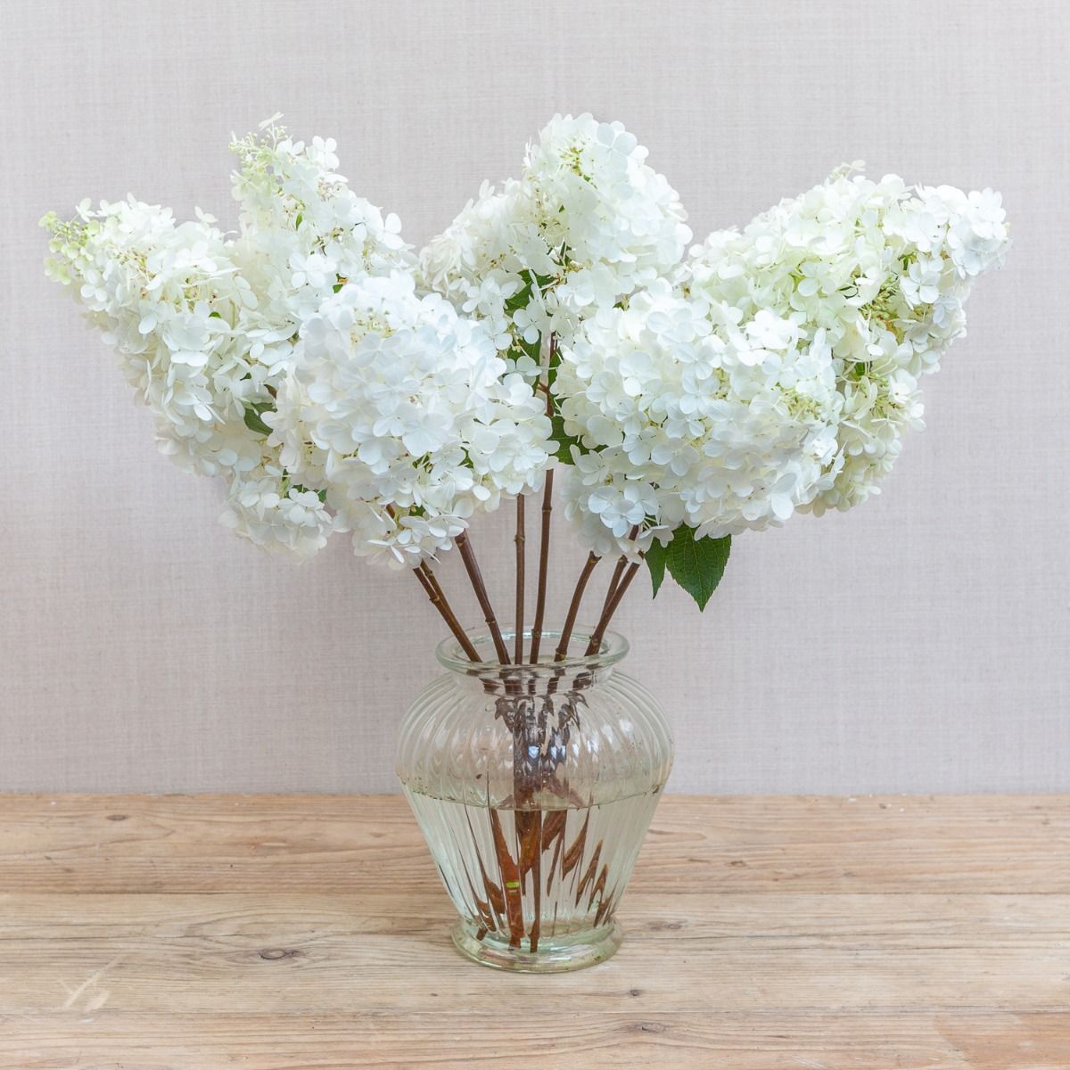 Ten things you should know about Hydrangeas