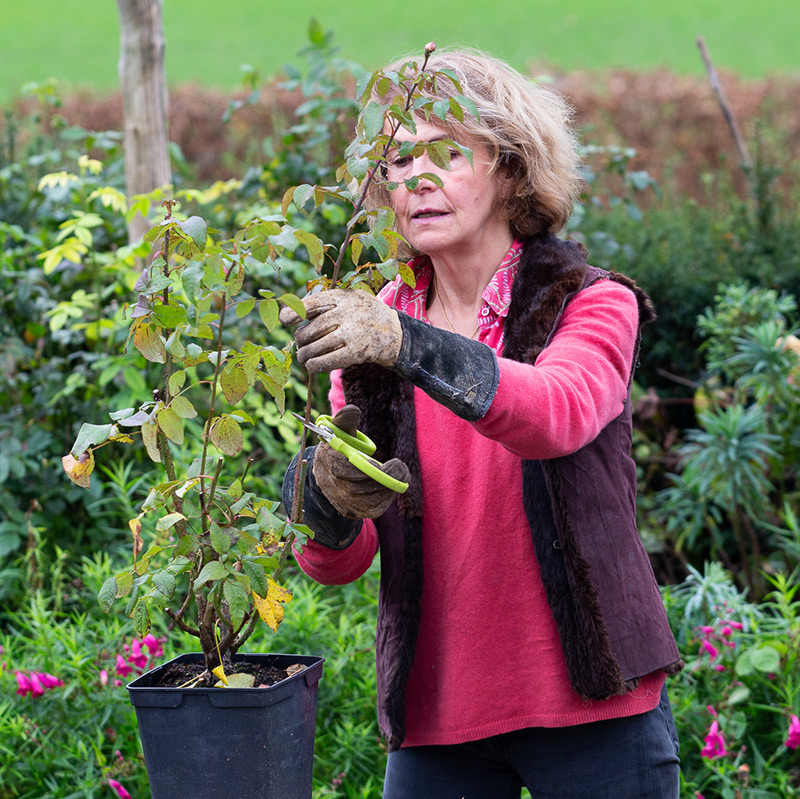 Top tips for pruning roses