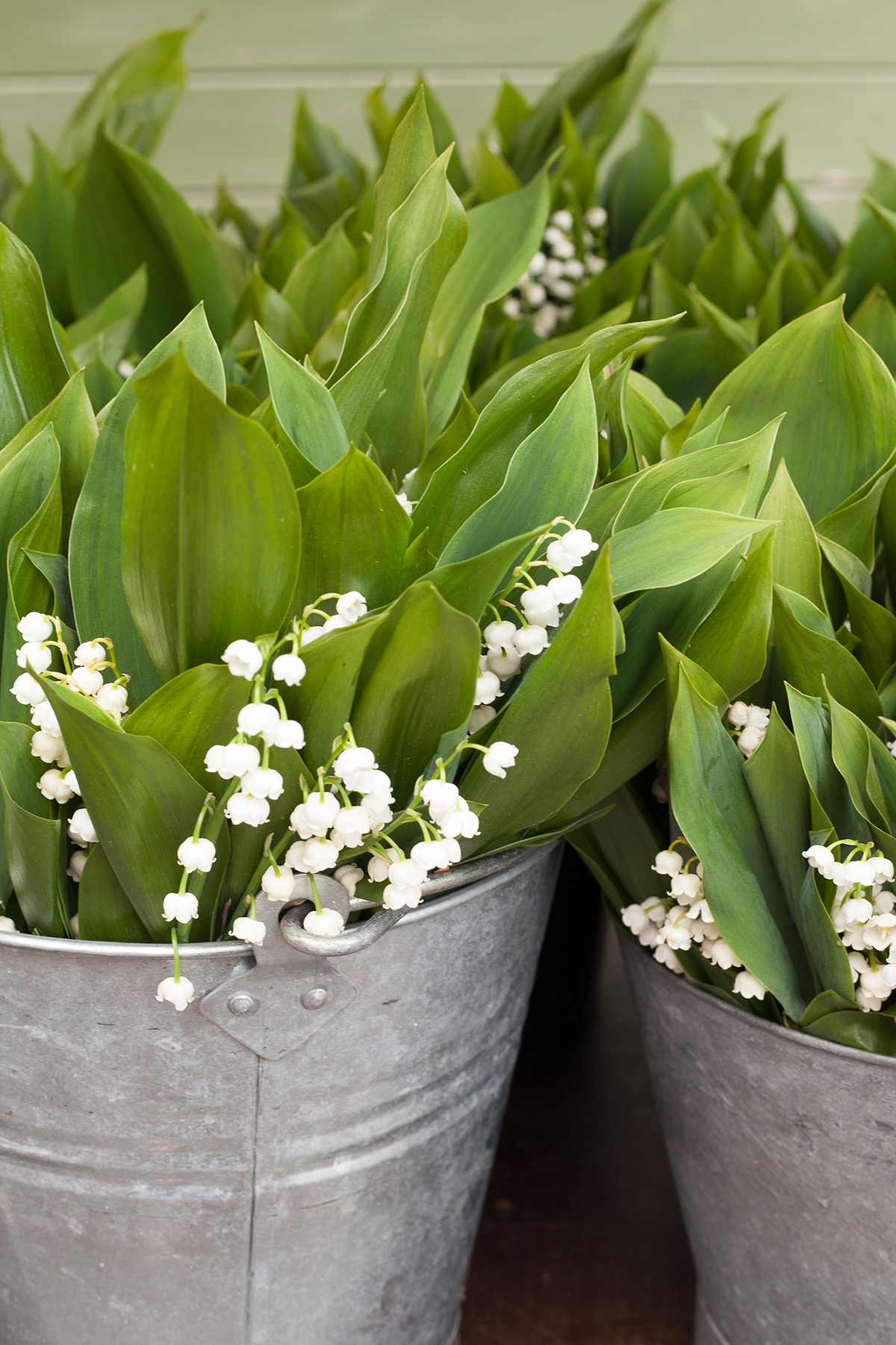 Lily of the Valley Convallaria majalis from Netherland Bulb