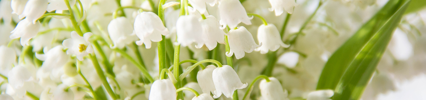  How to Grow and Arrange Lily of the Valley