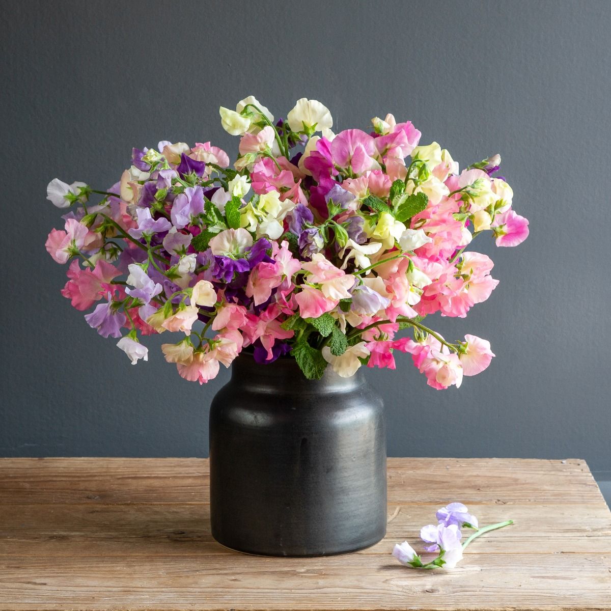 How to Sow Sweet Pea Seeds for Cut Flowers