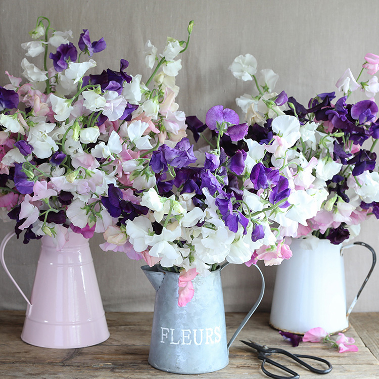 Growing Sweet Peas for the first time  – start here