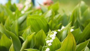 How to Grow and Arrange Lily of the Valley
