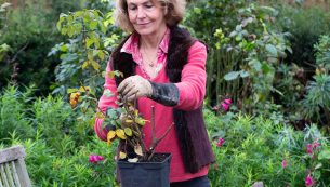 The Best Rose Plants to Grow for Scent