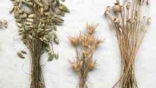 Thebeautyofgrassesandseedheads