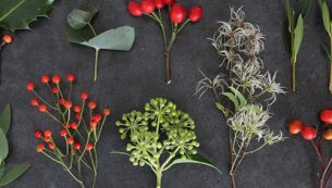 autumn-winter-foraging-guide