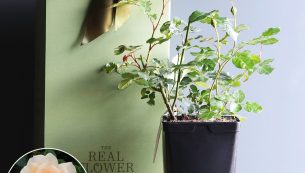 chandos_b_rose_bush
