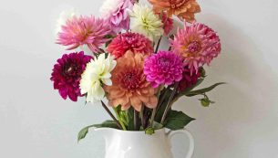 dahlias