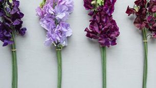 fun-facts-sweet-peas