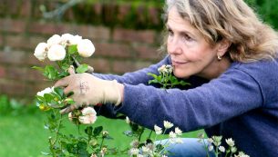 how to plant new roses thumb