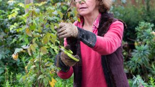 pruning blog 1x1
