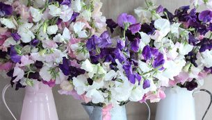 sweet pea growing FAQs