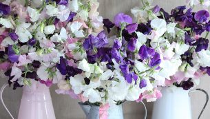 sweet-pea-stems-1x1