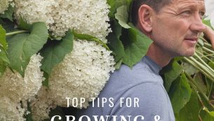 top tips for growning and arranging hydrangea
